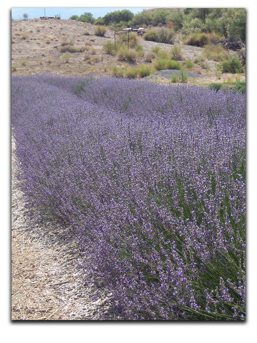 Lavender rows