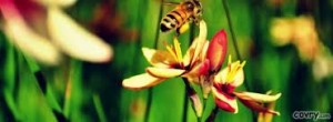 bee pollinating flower