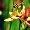 bee pollinating flower