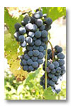 wine grapes for vinotherapy