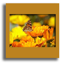 calendula and butterfly