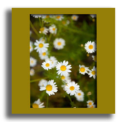 gentle chamomile