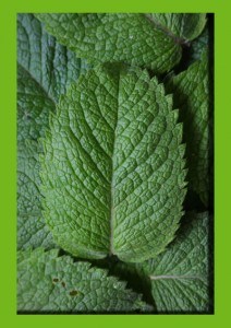 peppermint for essential oil