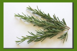 rosemary herb