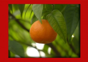 tangerines for essential oil