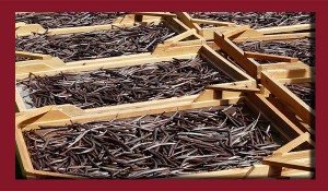 vanilla beans drying