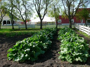 organic gardening