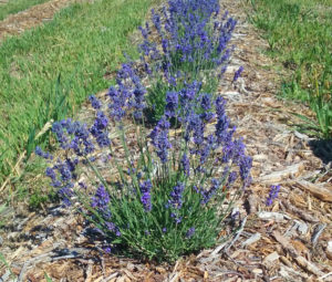 lavender-field-nivo